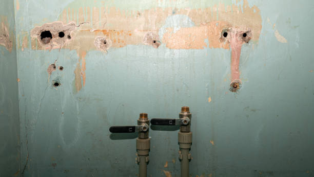 Best Carpet water damage restoration  in Elgin, MN