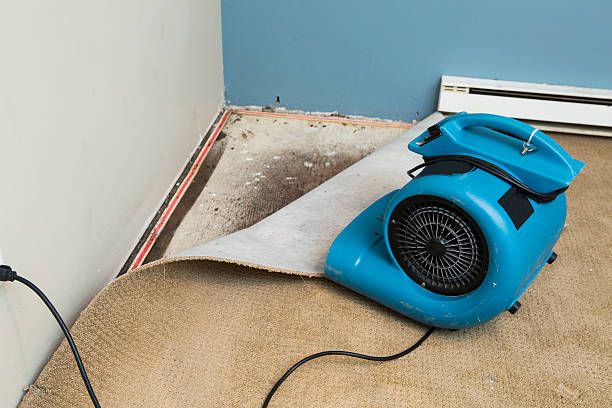 Best Water damage repair service  in Elgin, MN